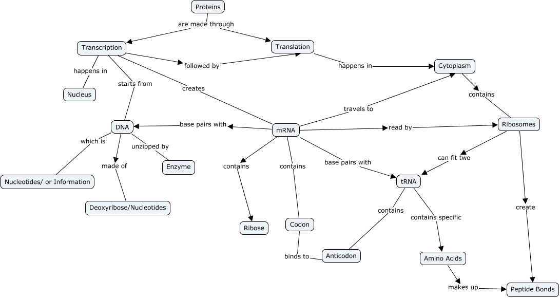 Protein Synthesis Concept Map How are Proteins Made?